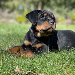 Rottweiler Puppies from Vom Hause Stan