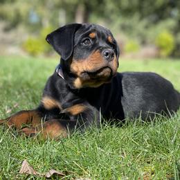 Rottweiler Puppies from Vom Hause Stan