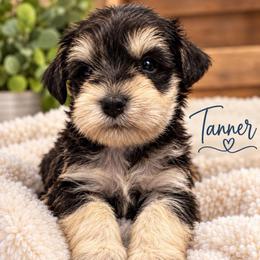 Tanner - Black and silver male Miniature Schnauzer puppy in Hull, Georgia from Ardent Miniature Schnauzers of Athens