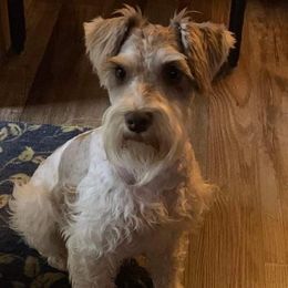 Mary - Miniature Schnauzer
