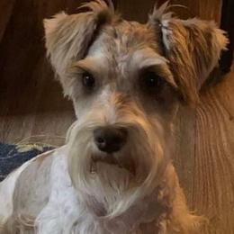 Mary - Miniature Schnauzer