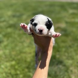 Miniature American Shepherd Puppies from Moonlight Trail Aussies
