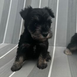 Fern - Black and silver female Miniature Schnauzer puppy in West Point, Nebraska from Canyon Rose Schnauzers