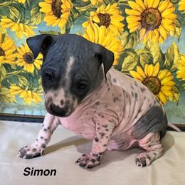 Simon - White and black male American Hairless Terrier puppy in Buckingham, Illinois from Gaus Hof