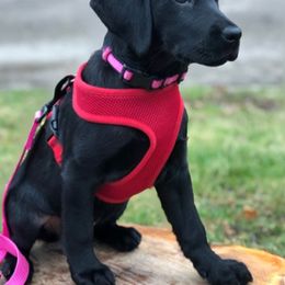 Bernedoodle, Labradoodle, and Labrador Retriever Puppies from MarmeDuke Doodles