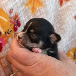 Diamond - Black and white female Chihuahua puppy in Beckemeyer, Illinois from Guardian’s of the Chihuahuas