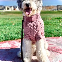 Bentley - Sheepadoodle