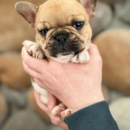 Alvin - Fawn and white male French Bulldog puppy in New Hampton, New Hampshire from Kismet French Bulldogs