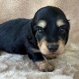 AKC Black and Tan Boy - Black and cream male Dachshund puppy in Sumrall, Mississippi from JP’s Dachshunds