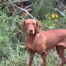 Rossi - Vizsla