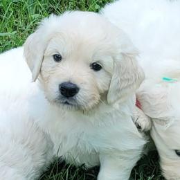 Mr. Pink - Light golden male Golden Retriever puppy in Campton, Kentucky from ElkRidge Goldens