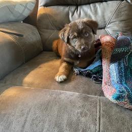 Australian Shepherd Puppies from Lovable Little Aussies