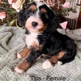 Tips - Tri-color female Bernedoodle puppy in Royse City, Texas from Platinum Bernedoodles of Texas