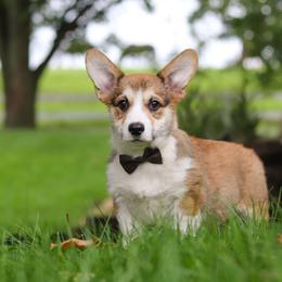 Bentley - Sable male Pembroke Welsh Corgi puppy in Sugarcreek, Ohio from Admar Canines