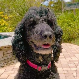Haley - Labradoodle