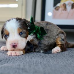 Millie - Merle female Bernedoodle puppy in Murray, Utah from Sun Valley Doodles