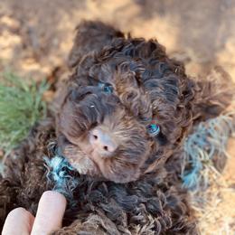 Lagotto Romagnolo Puppies from Fino Lagotto