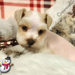 Frosty Jr - Parti male Miniature Schnauzer puppy in West Valley City, Utah from Crownedschnauzers