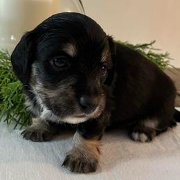 Fir - Black and cream male Dachshund puppy in Dobson, North Carolina from Oakleys Dachshund Haven