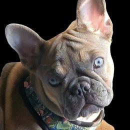 Ginger - French Bulldog