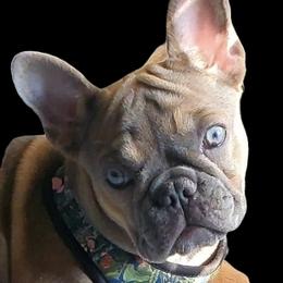 Ginger - French Bulldog