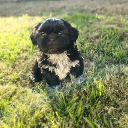 4 Dash - Black male Shih Tzu puppy in Grand Prairie, Texas from R&R Shih-Tzus & Stud Services