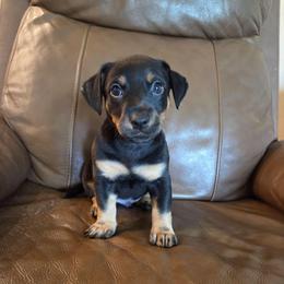 Andy - Black and tan male American Hunt Terrier puppy in Cave City, Arkansas from Bayou Valley Shepherds and American Hunt Terriers