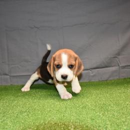 Purple collar Female - Black tan and white female Beagle puppy in Fontana, California from JLB Beagles & MBT