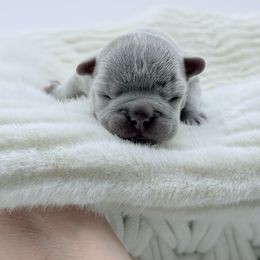 Jasper - Blue male French Bulldog puppy in Campbell Hall, New York from Charlie’s Frenchies