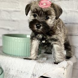 Miniature Schnauzer Puppies from Schnauzers on Robinson Lane