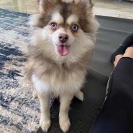 Red - Pomsky