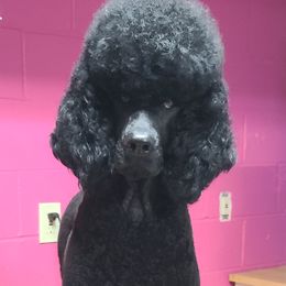 Padmè - Poodle