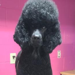 Padmè - Poodle