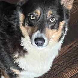 Ellie - Pembroke Welsh Corgi