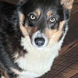Ellie - Pembroke Welsh Corgi