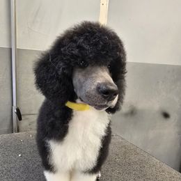Leia - Parti female Poodle puppy in Patterson, California from Paterson Poodles