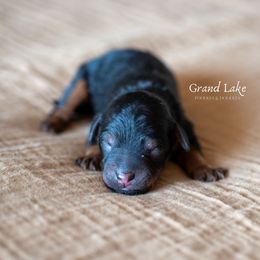 Frieda - Black and tan female Schnoodle puppy in Grove, Oklahoma from Grand Lake Poodles & Doodles