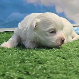 Cody - White and lemon male Maltese puppy in Aurora, Missouri from KnJ Precious Paws LLC