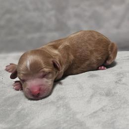 Ember - Red female Cavapoo puppy in Mocksville, North Carolina from Hunting Creek Farm & Kennel