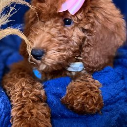 Goldendoodles from Av Family Doodles