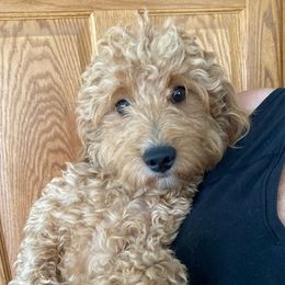 Yolo - Goldendoodle