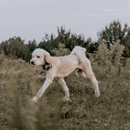 Ryder  - Poodle