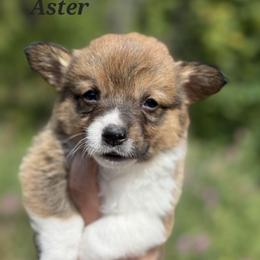 Aster - Sable male Pembroke Welsh Corgi puppy in Montague, California from Shasta Valley Pembrokes
