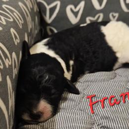 Frankie - Parti male Goldendoodle puppy in Kansas City, Missouri from Poppy's Doodles