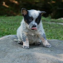 Peppered Moth - Blue speckled female Australian Cattle Dog puppy in Buffalo Valley, Tennessee from Buffalo Valley Breeders