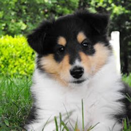 Collie and Rottweiler Puppies from Prairie Creek