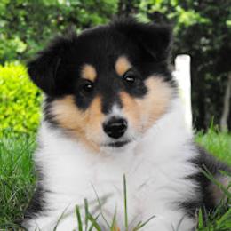 Collie and Rottweiler Puppies from Prairie Creek