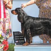 Gordon Setters from Ravenrose Gordon Setters