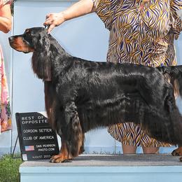 Gordon Setters from Ravenrose Gordon Setters