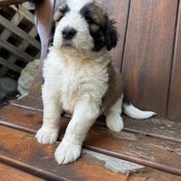 Sprout - Brown and white male Saint Berdoodle puppy in Traverse City, Michigan from Bare Paws Saint Berdoodles